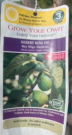 Fig Trees,/ Arbol Higos