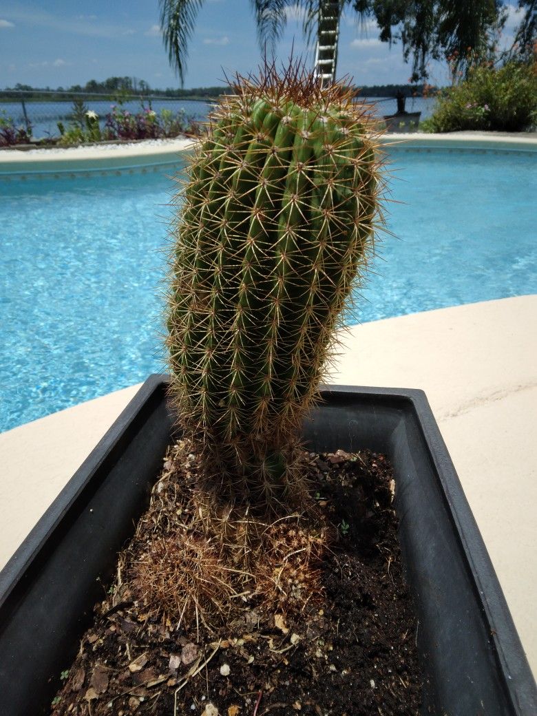 10" Echinopsis Huascha V. Grandiflorus- Red Torch Cactus Rooted Plant W.pups