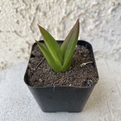 2 Inch Pot Succulent Plant - Rare Aloe - Walmsley's Bronze - Rooted & Established - Drought Resistant 🪴 Great Baby Shower or Wedding Favors 