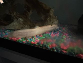 20 Gallon tank. Pick up in Long Beach