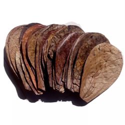 Almond Leaves For  Your Fish Tanks Aquarium