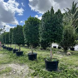 Ficus Topiaries 