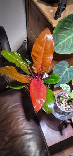 Prince of orange philodendron