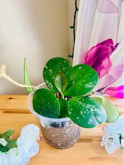 hoya in 5 inch pot