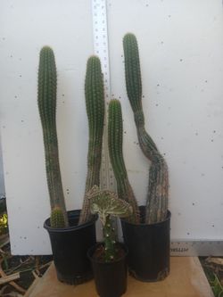 Cactus/Succulent SEE OTHER OFFERS