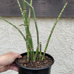 Horsetail Plant On 1/2 Gallon Pot - 10 Reeds Ranging From 12” To 25” Tall 