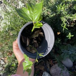 2 Rooted Passion Fruit Plants