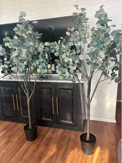 eucalyptus trees 2
