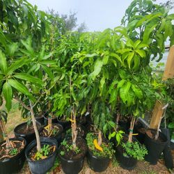 Arboles De Mangos Ingertados 3gallones 6pies De Alto Carrie Y Glenn 
