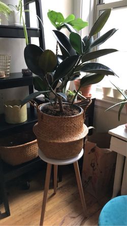 Plant stand