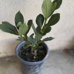 Laurus Bay Leaf Plant , In 1 Gallón Pot Pick Up Only
