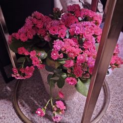 Succulent With Flowers