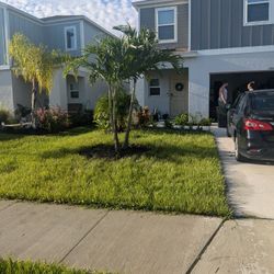 Triples And Double Trunk Christmas Palms. 