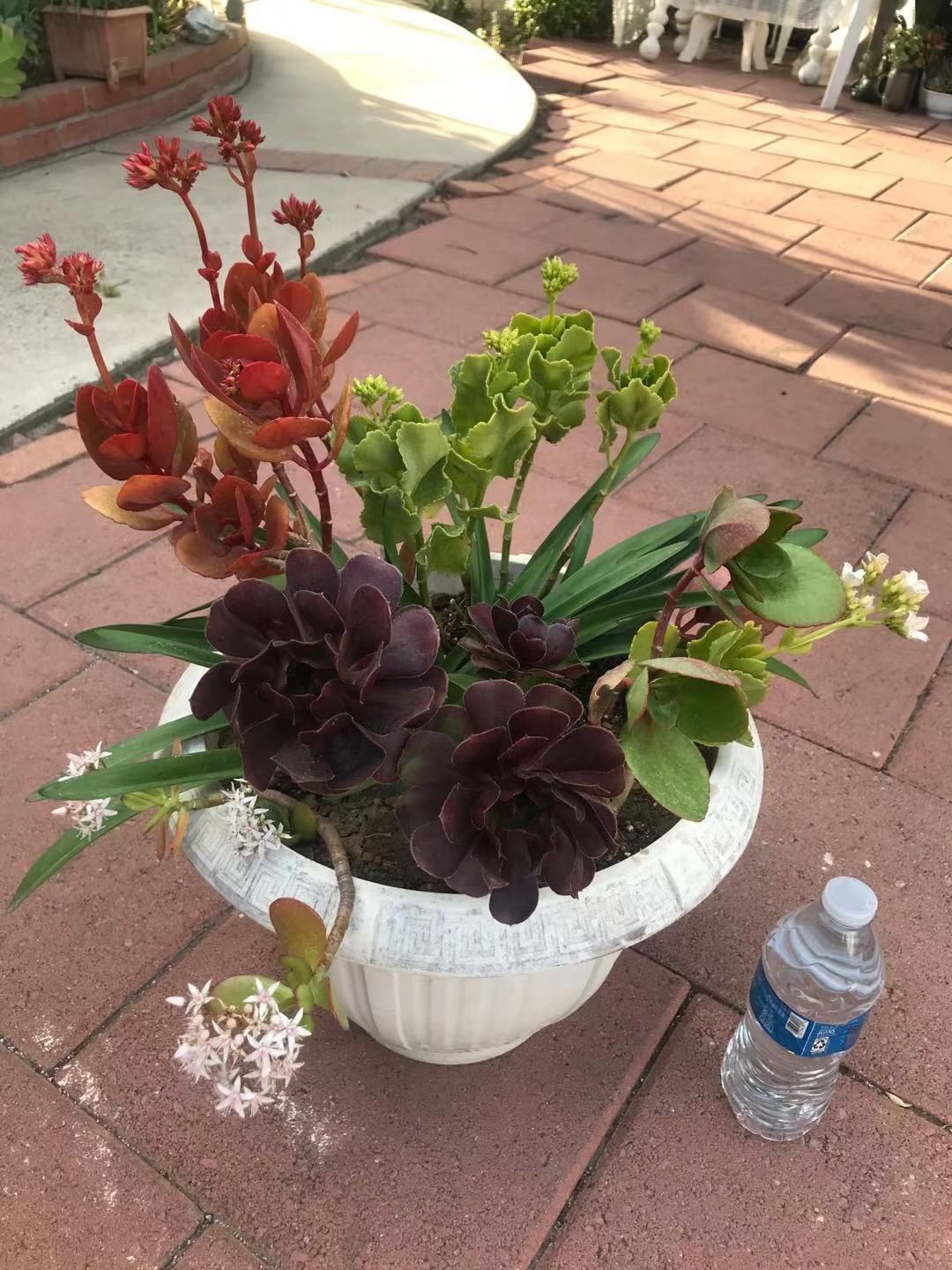 Large Beautiful White Pot Succulents Flowers Rosettes Mix Variety Bonsai 20 Gallon Garden Yard Home Patio