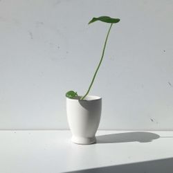 Aroid Monstera Deliciosa Swiss Cheese plant/ Indoor Plant/ House Plant Flower Patio Garden 