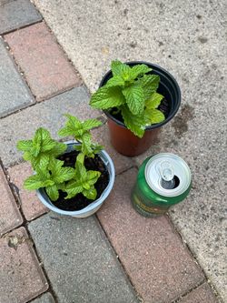Mint plant