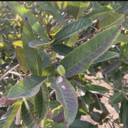Hojas De Guayabas $10 La Bolsa