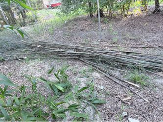 Free bamboo canes