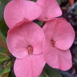 Corona De Cristo flor Jumbo 