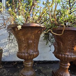 Large Antique-Style Urn Planters with Mature Jade & Succulent Plants (Set of 2)