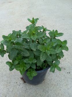 Yerbabuena  Food Plant 6.00 dlls each