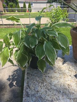Hosta Plants