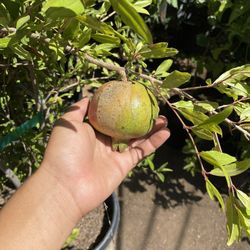 Pomegranate Trees