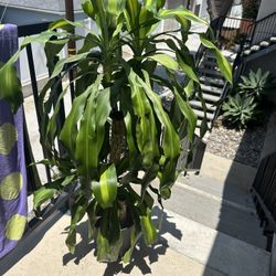House Plant