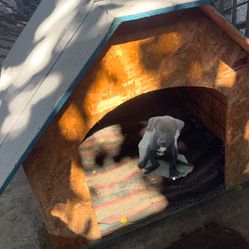 Dog House 