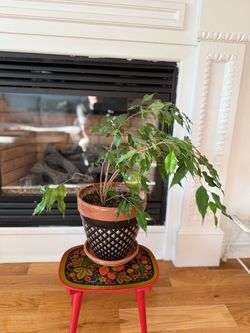 Ficus Benjamina, commonly known as a Weeping Fig. It has been shown to effectively remove indoor air pollutants. * It is a popular evergreen houseplan