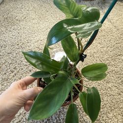 3 Philodendron Plants In Terracotta Pot + Free Bird Of Paradise Plant Starter