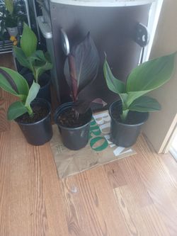 1 gallon plants for sale