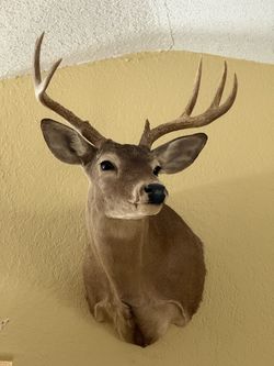 Taxidermy Whitetail deer