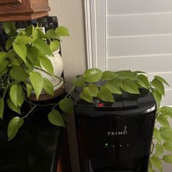 Neon Pothos
