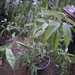 Sweet Peach Tree