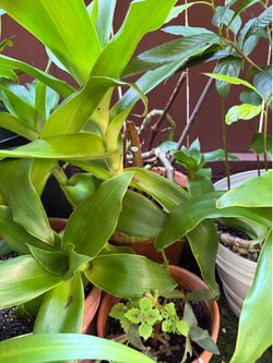 Callisia fragrans