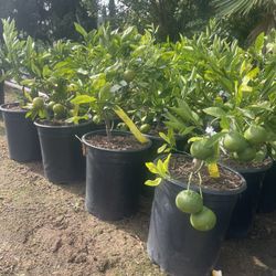 5 Gallon Size- Fruiting Age- Mandarin Trees- Orange Trees- Lemon Trees- Lime Trees- Pomelo Trees- Tangelo Trees 