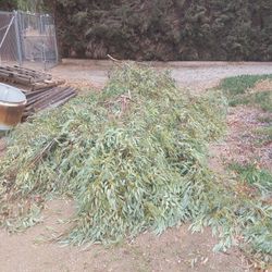 Eucalyptus Branches 