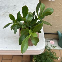 Succulents/suculenta