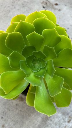 Large Green Aeonium Succulent Plant