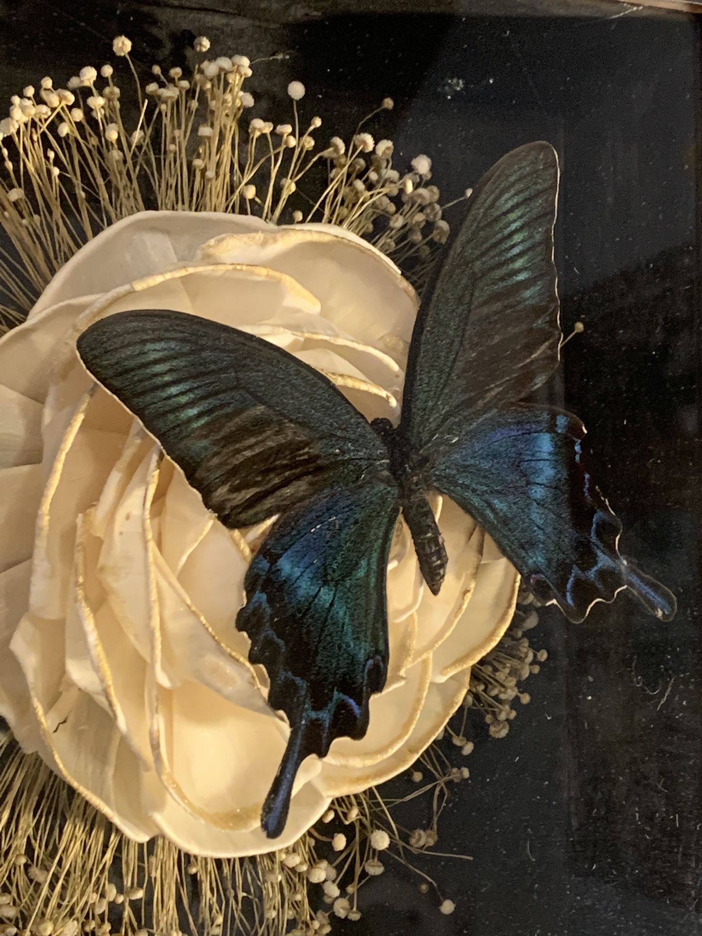 Victorian Style Butterfly Shadow Boxes