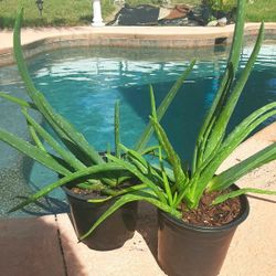 Aloe Vera House Plants