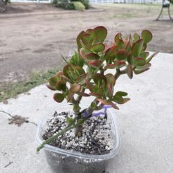 Jade Plant