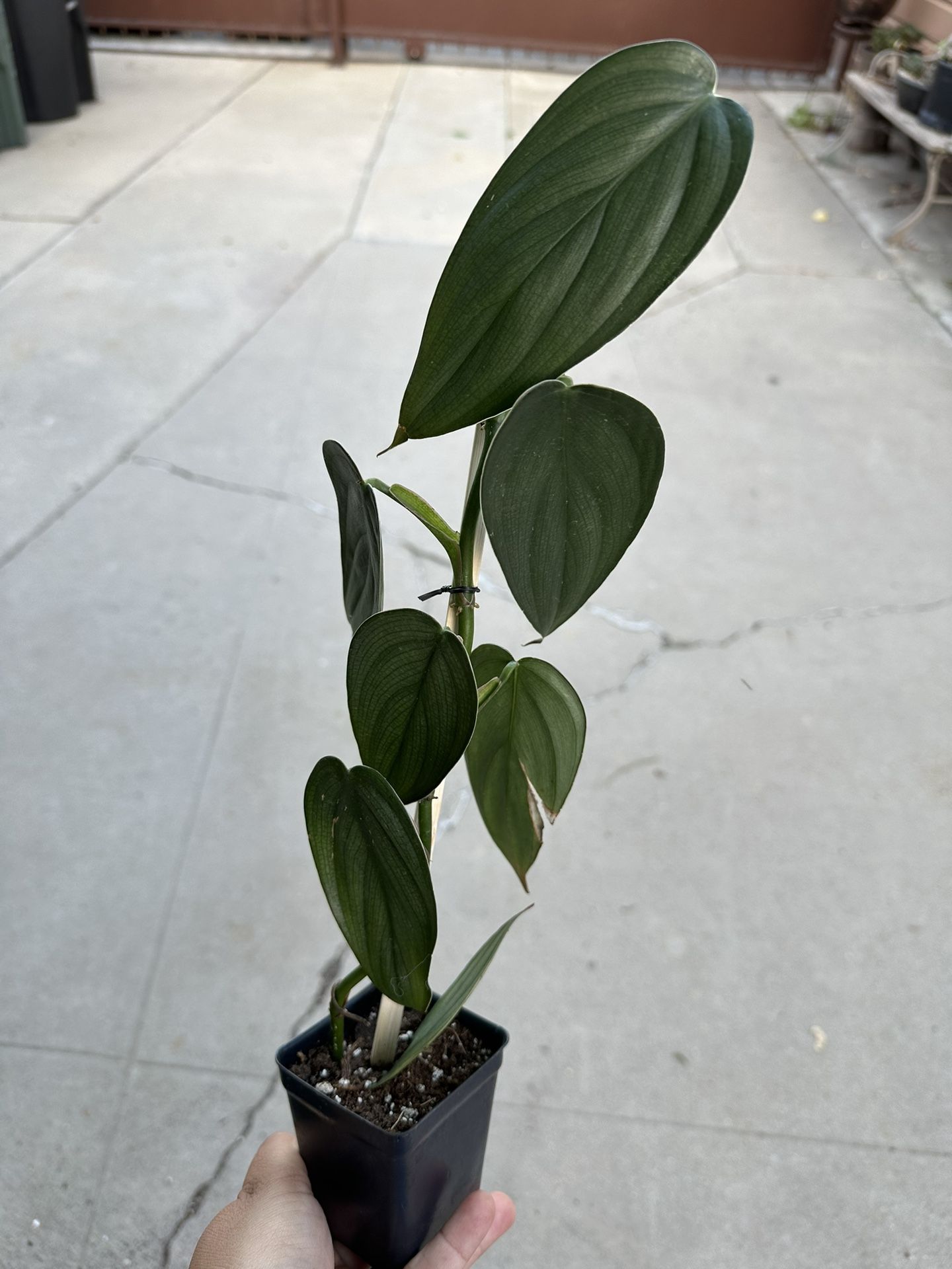 english ivy plant buy English Ivy Plant Hedera Helix 4'' pot Live Plant – Dose of Succulents main image 0