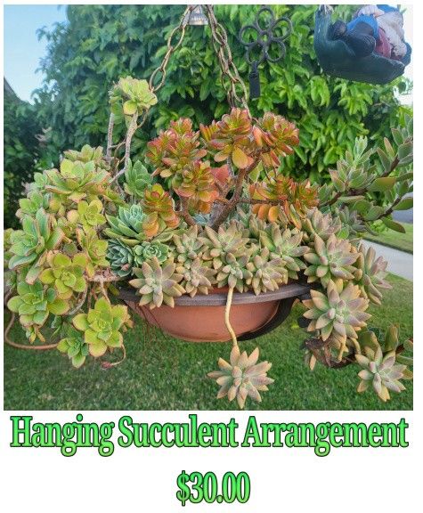 Hanging Succulent Arrangement Plant 