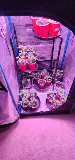 Plant Seedling Sweet Yellow Green Red