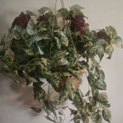 Hanging Flower Plant