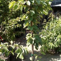 🍒🍑CherryTree (Injertado)Cereza