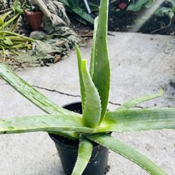Aloe Vera