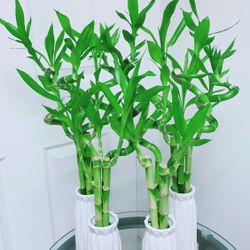 Lucky Bamboo 🎋Plants With Ceramic Pot - Indoor Plant - $15 each
